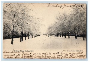 1906 A Silver Thaw Halifax Nova Scotia Canada, Winter Snow Trees Postcard