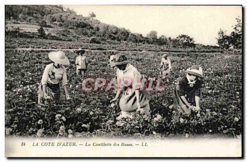 Old Postcard The Cote d & # 39Azur Picking Roses