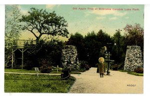 NH - Salem. Canobie Lake Park, The Old Apple Tree at Entrance