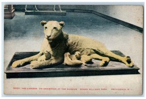 c1910 Rody Lioness Exhibition at Museum Roger Williams Park RI Postcard