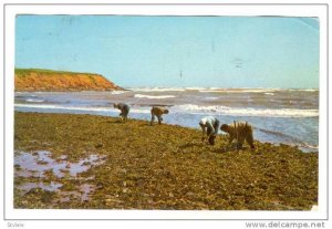 Gathering Irish Moss,North Rustico,Prince Edward Island,Canada,PU-1971