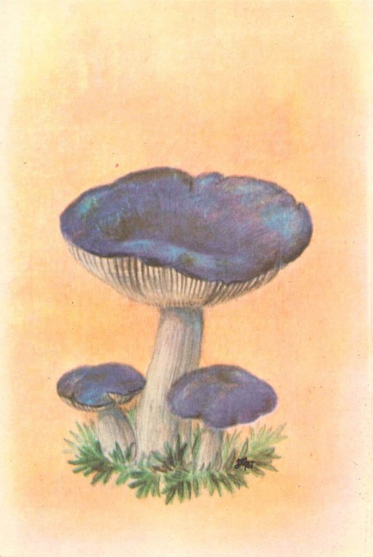 Set of 6 postcards Romania mushrooms