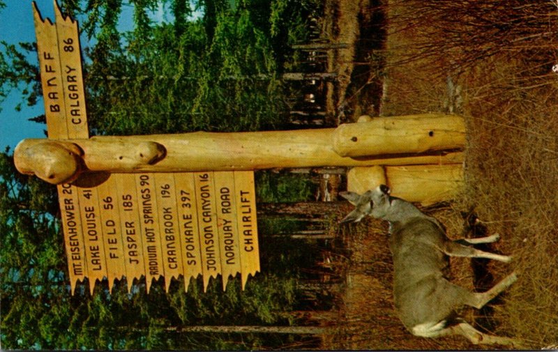 Canada Banff National Park Mule Deer and Rustic Directional Sign 1963