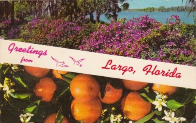Greetings From Largo Florida 1966