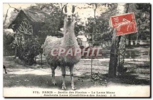 Paris - 5 - Garden Plants - The llama Blanc - White llama Old Postcard