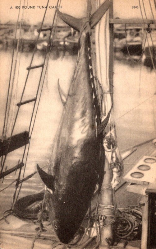 Maine A 800 Pound Tuna Catch 1962