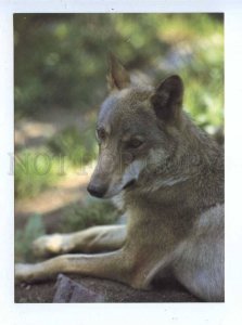 195575 Europe wolf old postcard