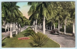 PALM BEACH, Florida FL ~ Handcolored ROYAL PALM WAY Street Scene c1930s Postcard