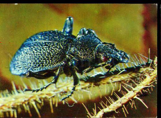 137309 Carabus tauricus beetle Old Russia Photo Color PC | Topics ...