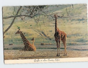 Postcard Giraffes at Lion Country Safari California USA