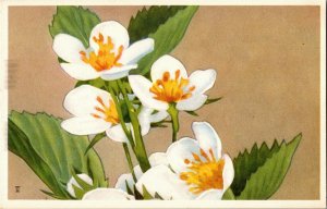 Wild Strawberry Nat'l Wildlife Fed Wildflower Series by W.A. Weber Postcard M36