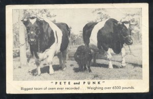 SHARTLESVILLE PENNSYLVANIA WORLD'S LARGEST OXEN FARM ADVERTISING POSTCARD