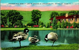 Geese on Grounds Challenger Lodge Sun Valley ID Idaho UNP Linen Postcard A9