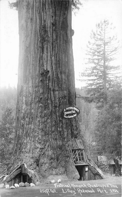 Fraternal Tree Humboldt California Patterson #3P64 RPPC Photo Postcard 20-2749