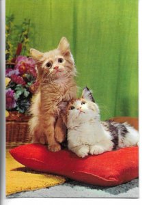 Two cats on a red cushion Modern Spanish photo postcard 1970s