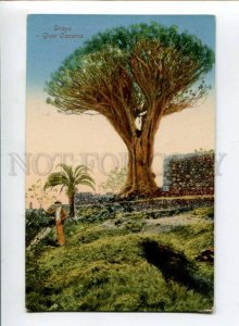 299769 SPAIN Gran Canaria Drago Vintage postcard