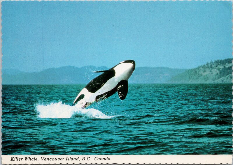 Orca Killer Whale Vancouver Island BC c1980s Kenneth Balcomb Postcard C3