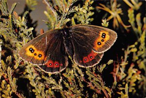 Female Scotch Argus Butterflies Unused 