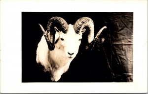 Real Photo Postcard Big Horned Sheep Trophy Head in Dallas, Texas~133424