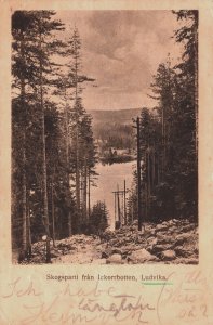 Sweden Ludvika Skogsparti från Ickorrbotten Vintage Postcard C245
