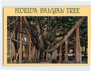 Postcard Giant Banyan Tree in Tropical Florida USA