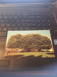 Vtg Postcard: Moreton Bay Fig Tree, Santa Barbara CA