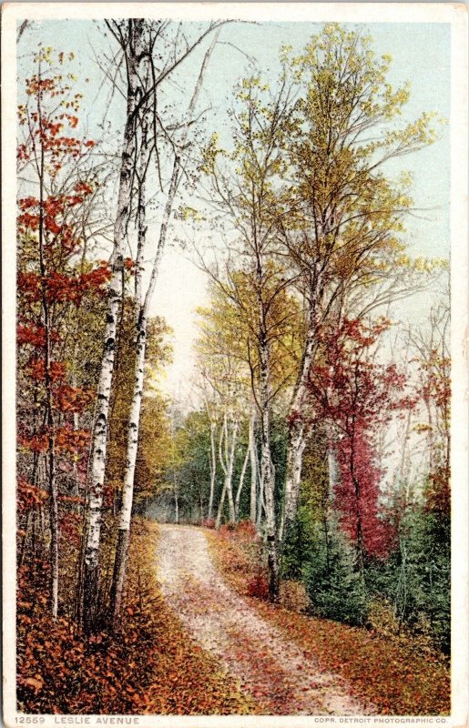 Leslie Avenue Scenic Autumn New England Roadway Forest Landscape WB Postcard 