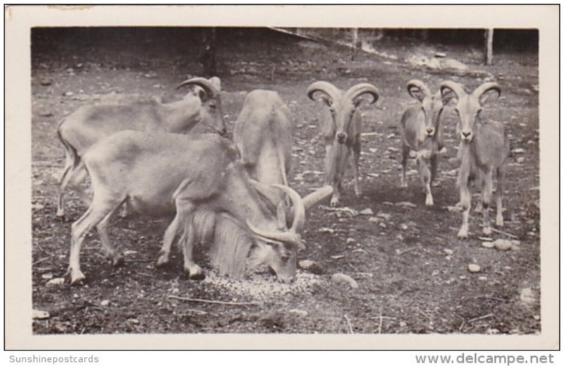 New York Catskill Hoofed Animals At Catskill Game Farm Photo