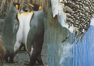 Penguins Gossiping Bird Diving Contest 2x Switzerland Postcard s