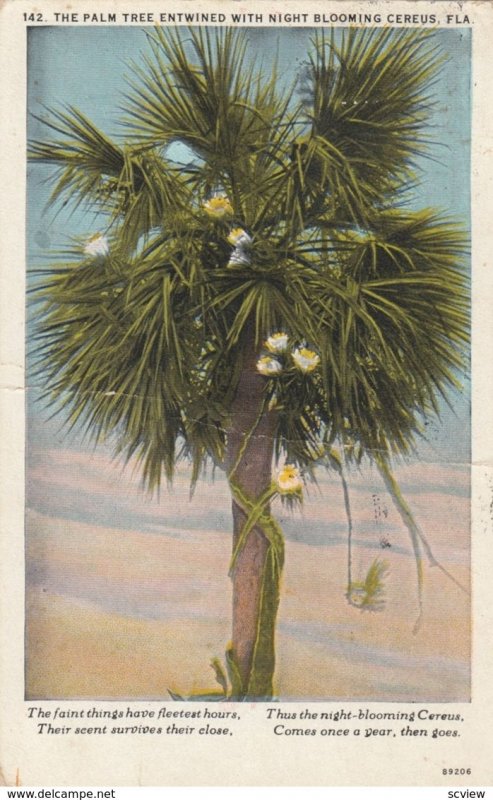Palm tree entwined with Cereus Flowers , Florida , 1930