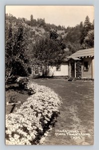 California Shasta Daises Olsen's Pleasure Camp Redwood Hwy Patterson 7W36 RPPC