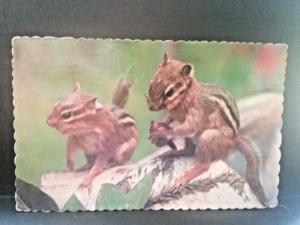 Postcard Chipmunks on a Branch eating Acorns    Z7