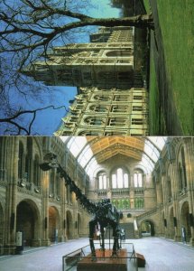 Natural History Museum Diplodocus Dinosaur Skeleton 2x Postcard s