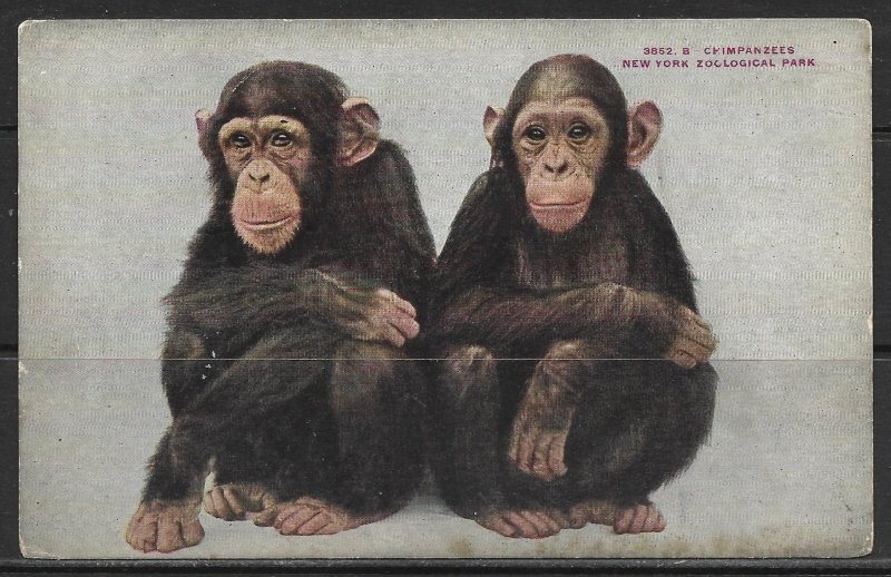 New York, New York - Chimpanzees - Zoological Park - [NY-387]