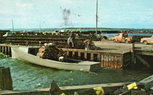 Lobster Season On New Brunswick's East Coast Canada, Vintage Postcard