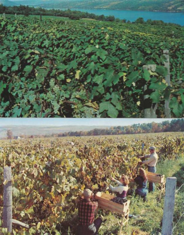 (2 cards) Vineyards on Shores of Keuka Lake - Hammondsport NY