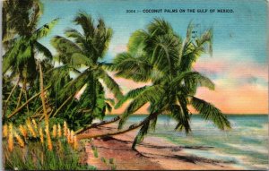 Florida Cocoanut Palms On The Gulf Of Mexico 1948