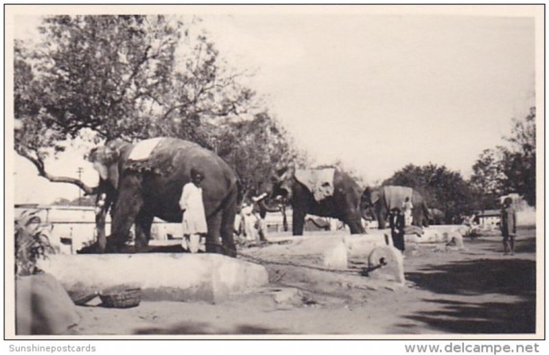 Indian Elephants and Their Handlers Photo