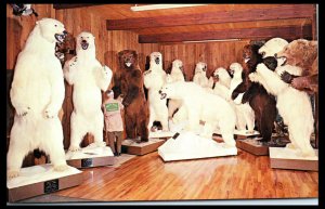 Alaskan Polar Bears and Brown Bears Knopp Taxidermy Studios Spokane WA Postcard