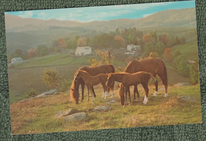 Virginia Mares and Foals Postcard Scenic Horses Grayson County