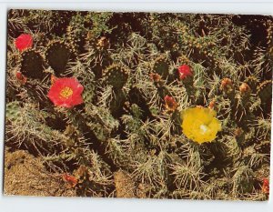 Postcard Prickly Pear Cactus, Nevada