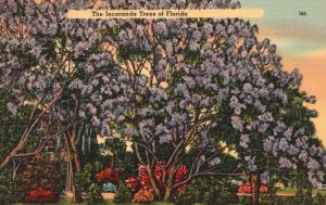 Vintage Postcard 1941 The Jacaranda Tree Rare Flowering Huge Blossoms Florida FL