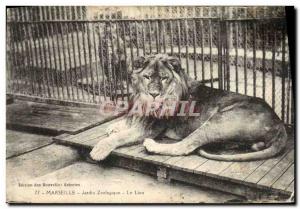 Old Postcard Felin Paris Zoo Lion