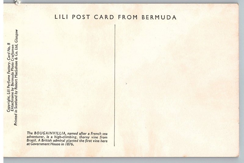 Pink Bougainvillia Named For French Sea Adventurer Planted 1876 Bermuda Postcard