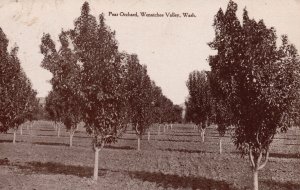 Vintage Postcard 1910 Pear Orchard Wenatchee Valley Washington WA