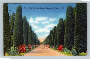 Australian Pines Lining Florida Street, Linen c1962 Postcard 