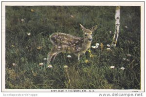 Baby Deer In The White Mountains Of New Hamshire 1930 Curteich
