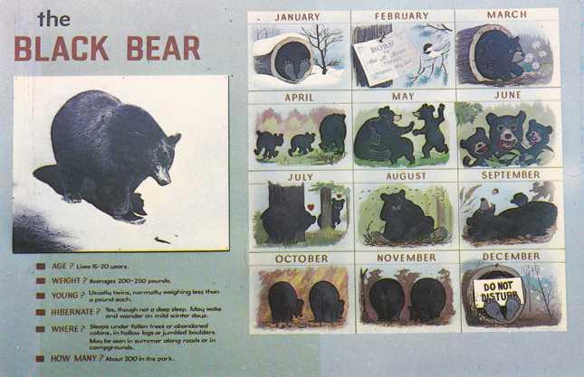 Black Bear Life by Calendar Month - Great Smoky Mountains TN, Tennessee