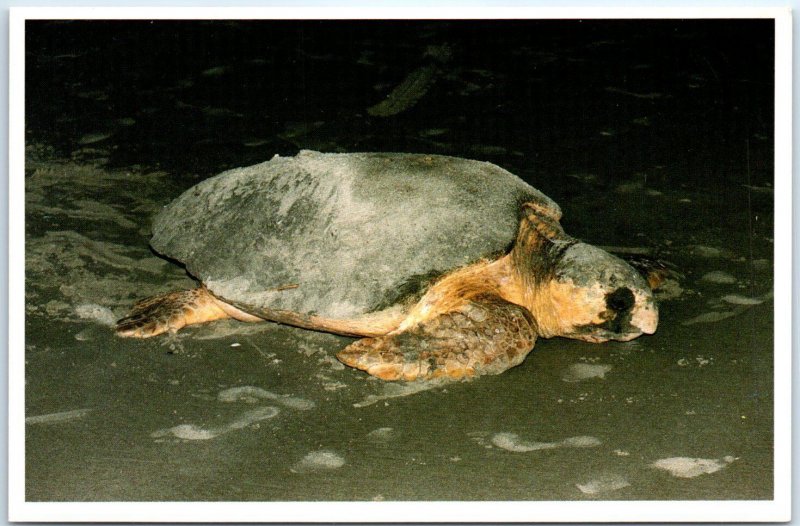 Postcard - Loggerhead Turtle - Coastal South Carolina