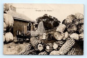 Postcard Exaggeration Corn Cabbage Pumpkins 1909 RPPC Martin Real Photo H12